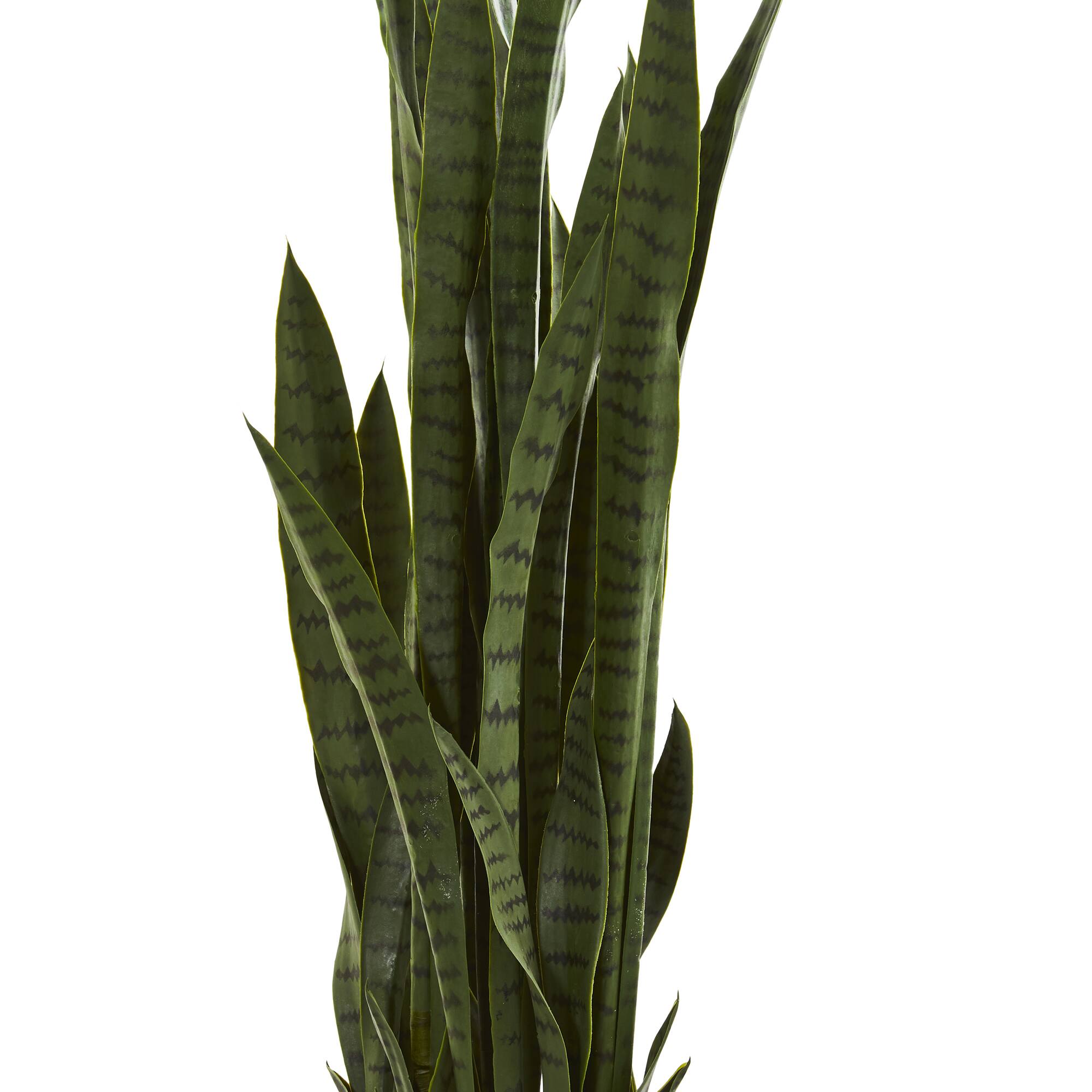 3.5ft. Potted Snake Plant